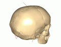 Adult Skull- Sutures Anatomy.