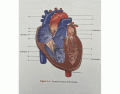 Internal Anatomy of the Heart - Fontal Section