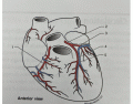 Vessels of the coronary circulation - anterior 