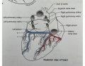 Vessels of the coronary circulation - Posterior