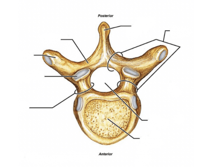 Basic Vertebral Disc Anatomy (Anatomy 3300) Quiz Biology Diagrams