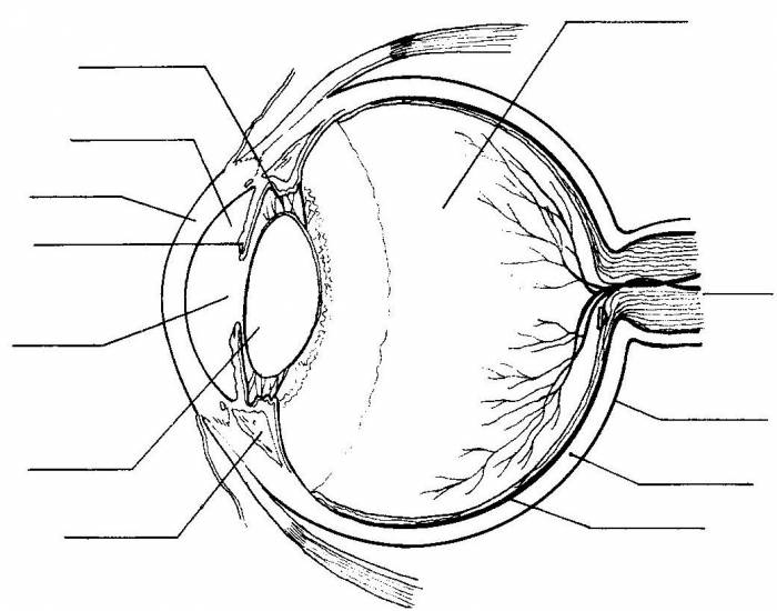 Canine Eye Anatomy Quiz