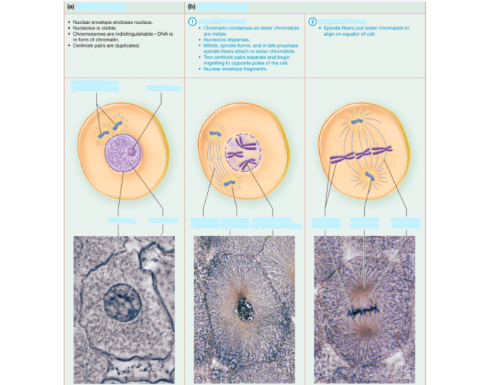 Interphase & Mitosis - Part 1 — Printable Worksheet