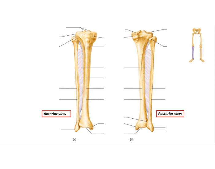Tibia Fibia Printable Tibia & Fibula - Anterior & Posterior — Printable Worksheet