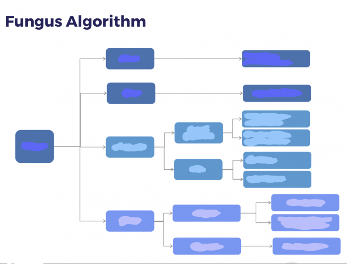 Fungi Algorithm FUNGUS ALGORITHM — Printable Worksheet