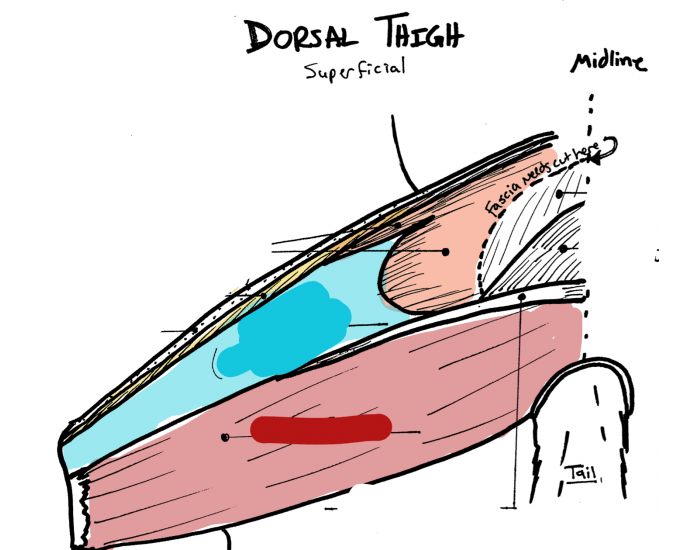 Cat Dissection Thigh Dorsal Quiz