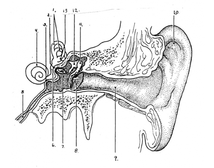 Anatomy of the ear (external, middle, inner) Quiz