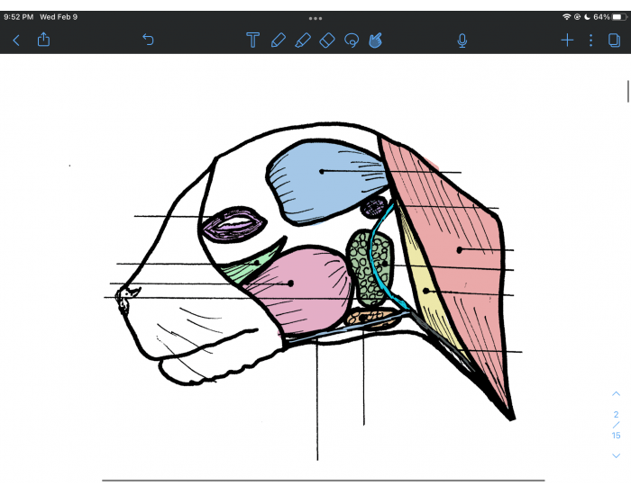 Cat Dissection Skull Muscles Quiz