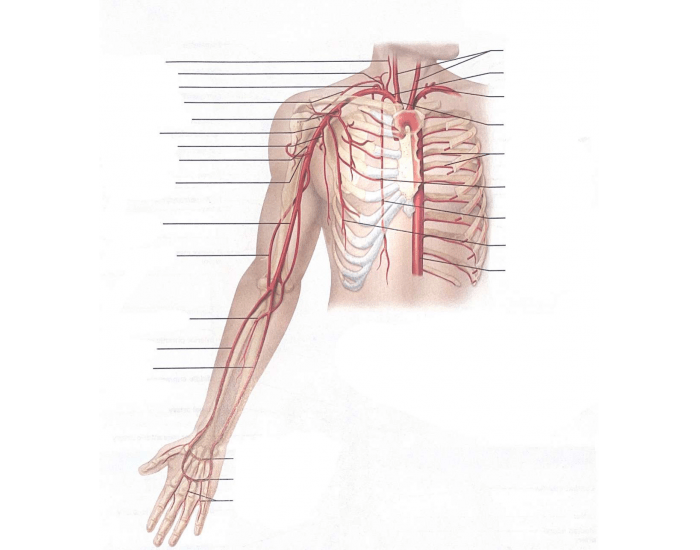 Arm labels arteries Quiz