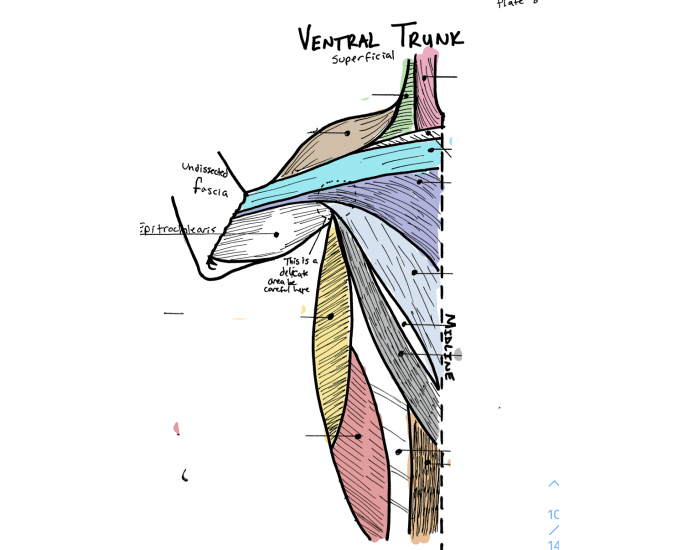 Cat dissection Ventral Trunk Quiz