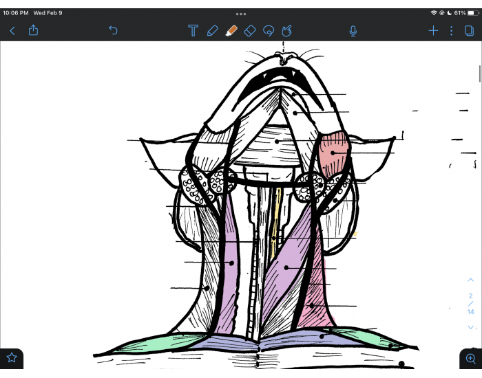 Cat Dissection Head and Neck Ventral Quiz