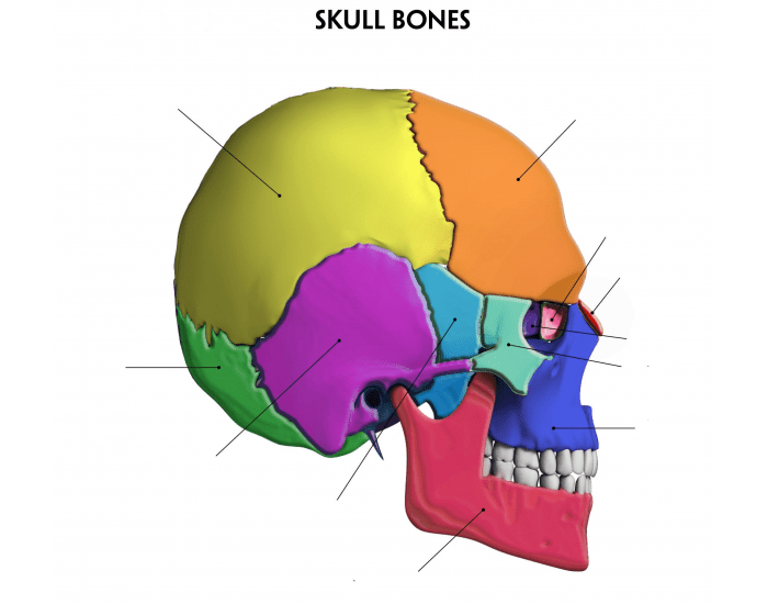 Cranial bones Quiz
