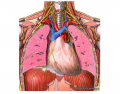 thoracic cavity structures around heart