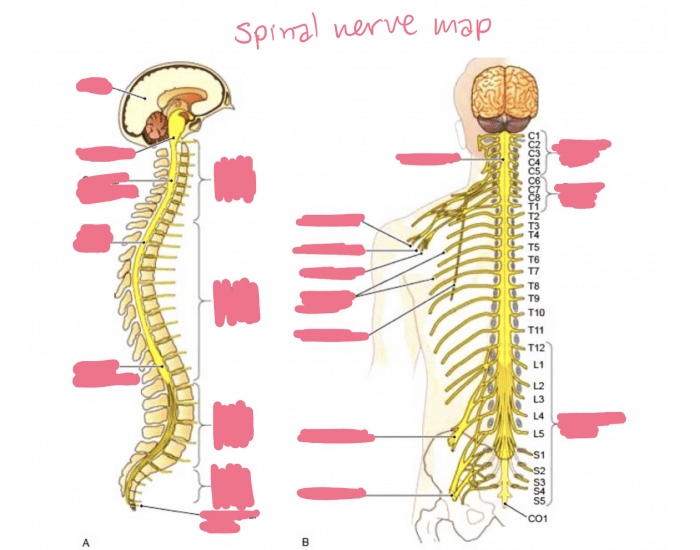 Spinal Motor Map Spinal nerve map — Printable Worksheet