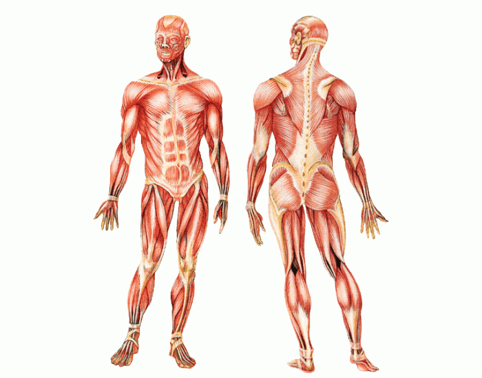 a-p-muscle-test-quiz