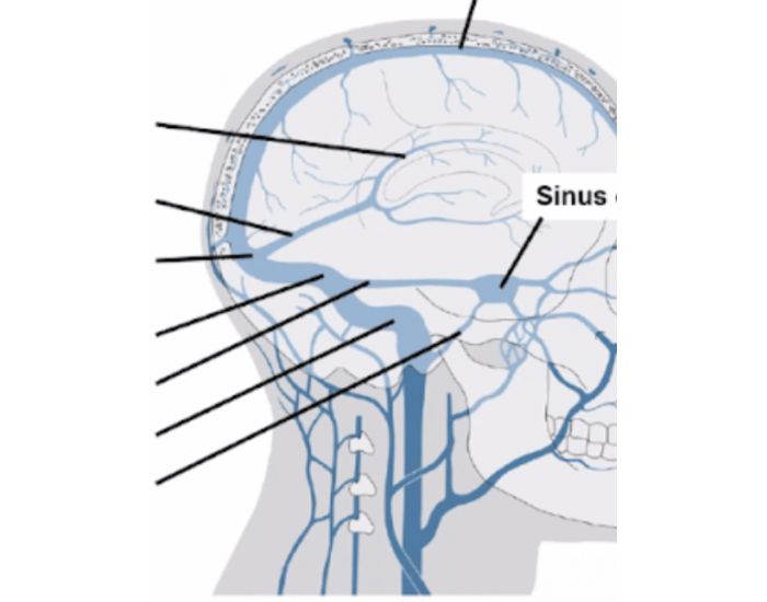 Sinuses of the brain — Printable Worksheet