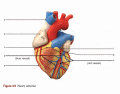 Anterior heart arteries and veins