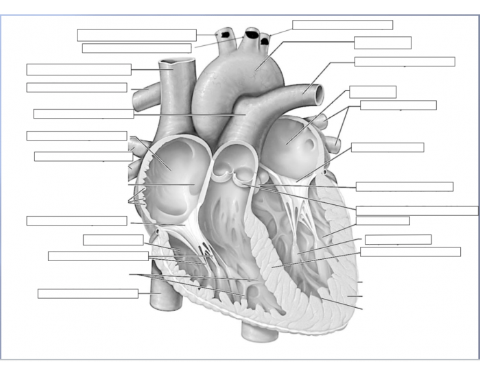 Label The Heart Quiz
