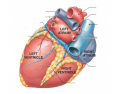 Gross Anatomy of The Heart- Human. (Posterior)