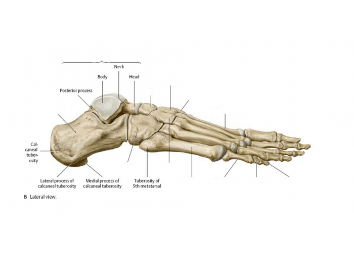 Lateral Rear Foot Lateral Foot Bone Anatomy