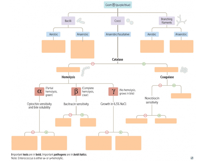 Gram Positive Lab Algorithm Quiz