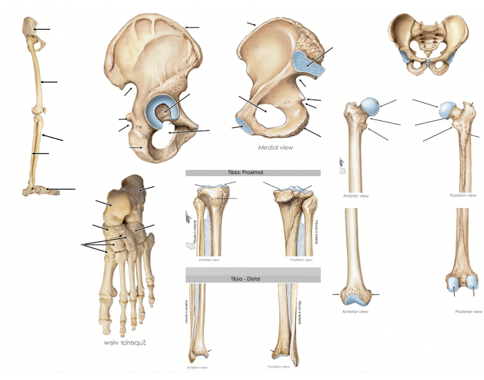 Pelvic Girdle and Lower Limb — Printable Worksheet