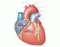 Gross Anatomy of The Heart- Human Body (Anterior)