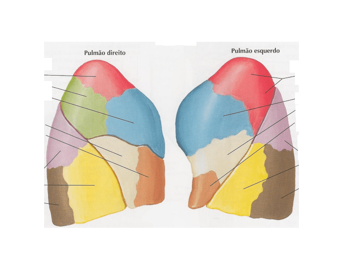 segmentos broncopulmonares