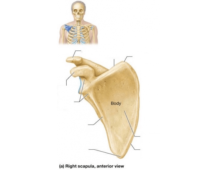 Labeling The Scapula Quiz Scapula Anatomy Test KDWA labeling-the-scapula-quiz-scapula-anatomy-test-kdwa