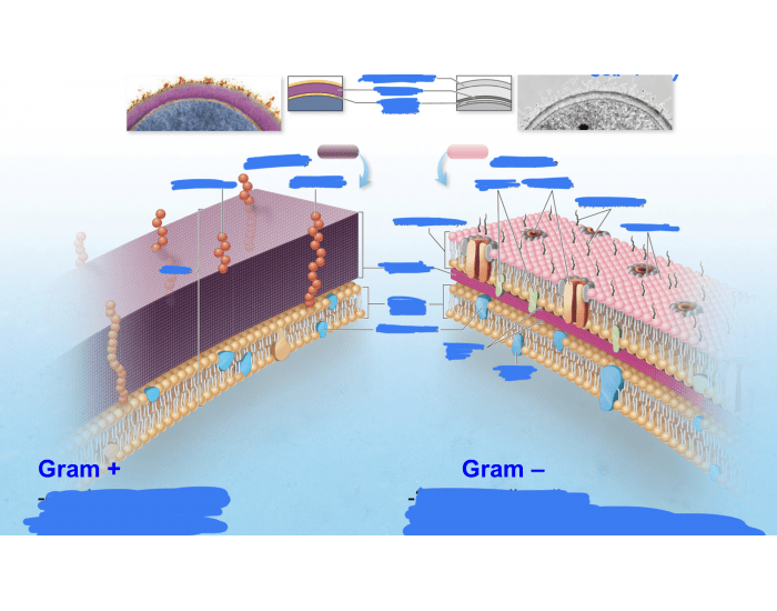 Gram + VS Gram - Quiz
