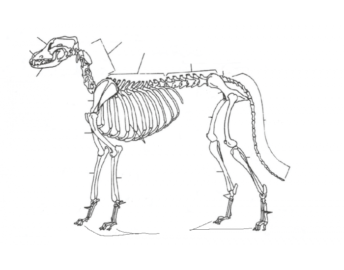 Dog Skeleton Quiz