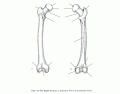 Anterior and posterior femur