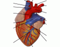 anatomy lab heart model label