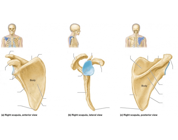 Scapula Bone Quiz Labeling 3 in 1 scapula-bone-quiz-labeling-3-in-1