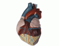 anatomy heart model label