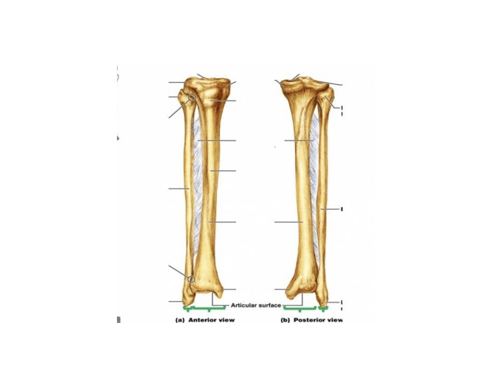 tibia/ fibula anterior and posterior view — Printable Worksheet