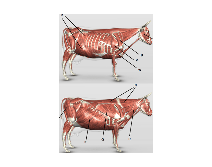 Animal Muscles Quiz