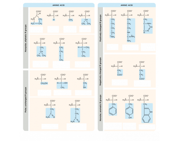 20 Amino Acid Structures — Printable Worksheet