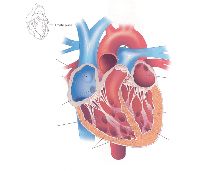 Activity 1.5 Internal anatomy the heart Biology Diagrams