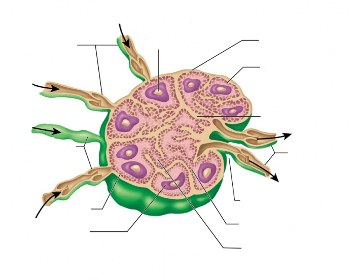 Node Labelling Lymph node labeling Quiz