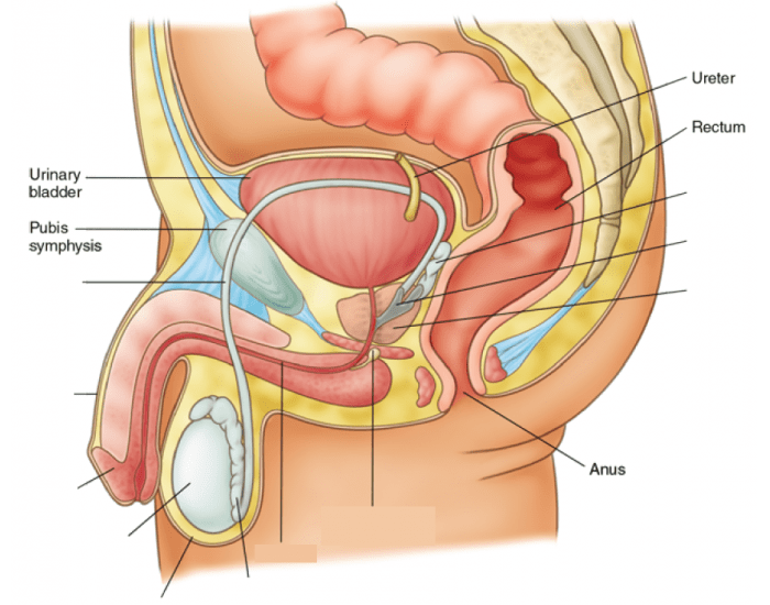 male reproductive system with labels