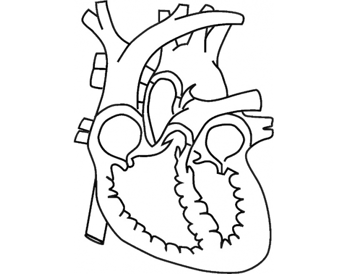 heart-test-chapter-11-cardiovascular-quiz