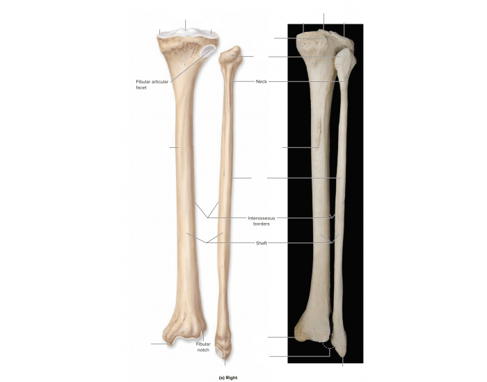 Tibia & Fibula Posterior View — Printable Worksheet