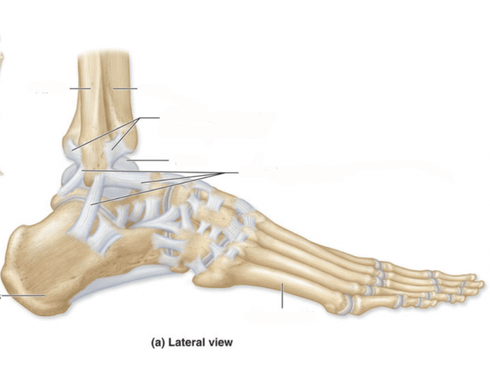 Ankle Joint (Lateral View) Quiz