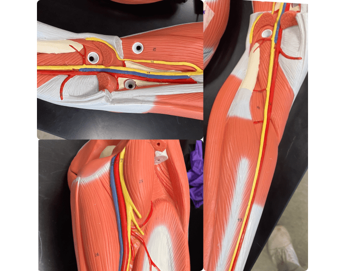 leg model arteries and veins Quiz