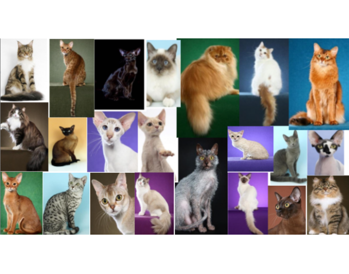 Cat Breeds Quiz