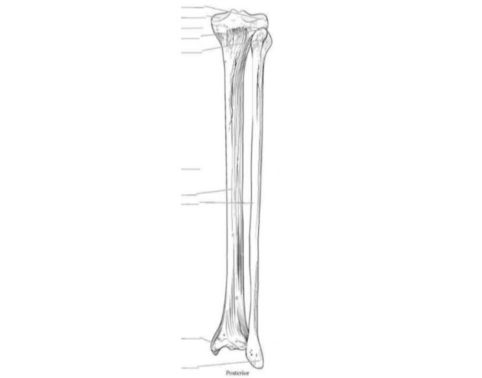 Posterior Right Tibia and Fibula — Printable Worksheet