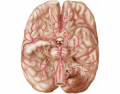 Brain Arteries & Cranial Nerves