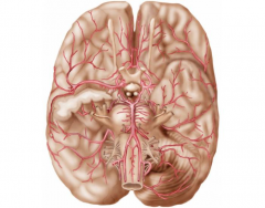 Inferior Brain Arteries