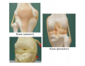 Knee Ligaments, Tendons, and Menisci
